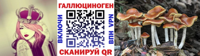 как найти наркотики Старица Псилоцибиновые грибы Magic Shrooms